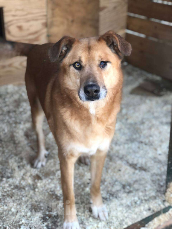 Собаки в Москве: Особенному Вилли тяжело без своего Человека Мальчик, Бесплатно - фото 1