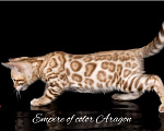 Кошки в Краснодаре: Бенгальские котята Мальчик, 20 000 руб. - фото 2