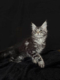 Мейн-кун котенок