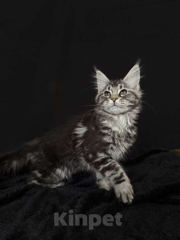 Кошки в Москве: Мейн-кун котенок Девочка, 60 000 руб. - фото 5