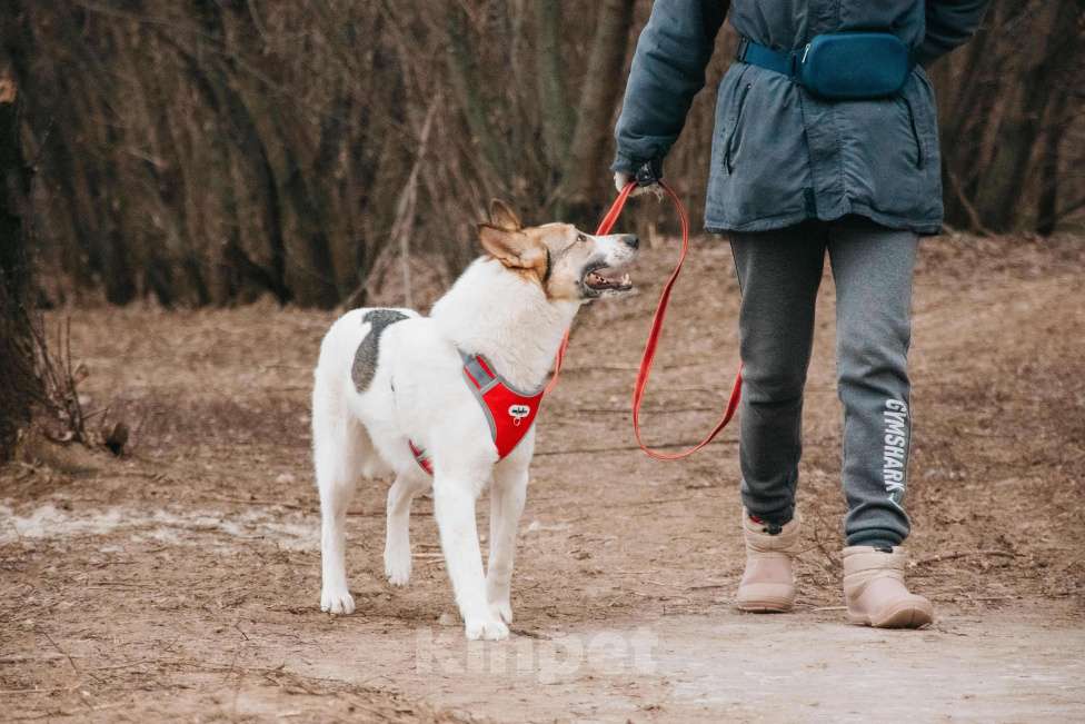 Собаки в Москве: Миндаль - для того, кто хочет помочь Мальчик, Бесплатно - фото 10