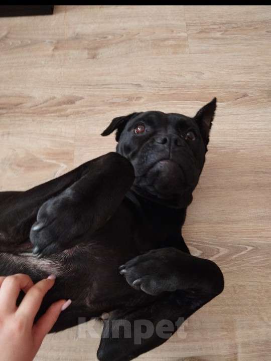 Собаки в Брянске: Кане-корсо в добрые руки Девочка, Бесплатно - фото 2