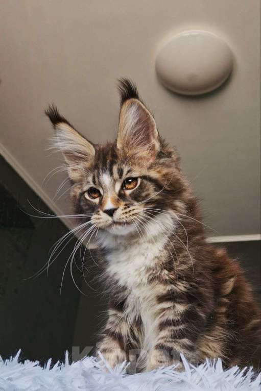 Кошки в Новосибирске: Котенок мейн кун кот  Мальчик, 120 000 руб. - фото 4