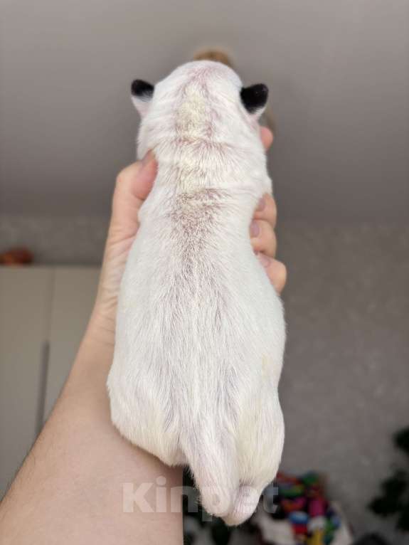 Собаки в Москве: Миниатюрный бультерьер Мальчик, 120 000 руб. - фото 2