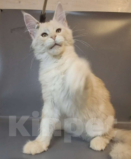 Кошки в Уфе: Котёнок мейн-кун мальчик Мальчик, 45 000 руб. - фото 6