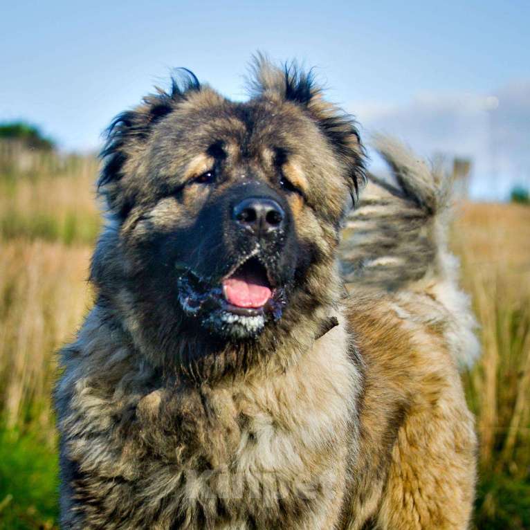 Собаки в Химках: Красивый кавказец в дар, Бесплатно - фото 1