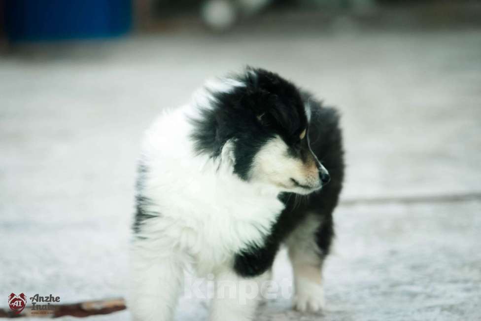 Собаки в Челябинске: Девочка колли  Девочка, Бесплатно - фото 2
