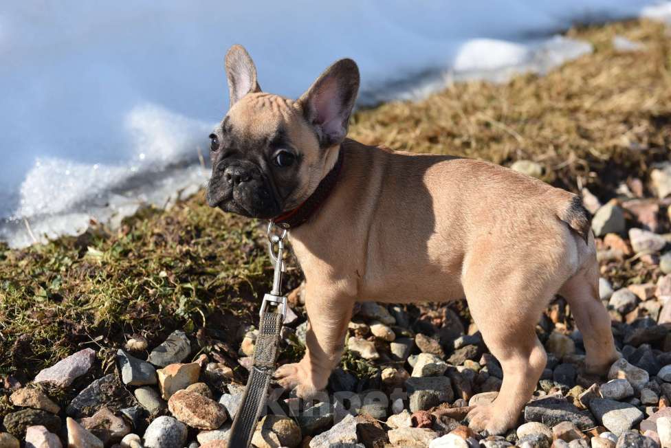 Собаки в Москве: Девочка палевая Девочка, 40 000 руб. - фото 6