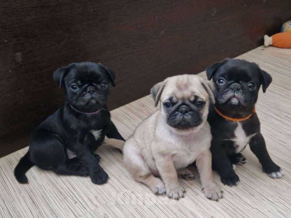 Собаки в Чите: Очаровательные щенки мопса Девочка, 45 000 руб. - фото 9