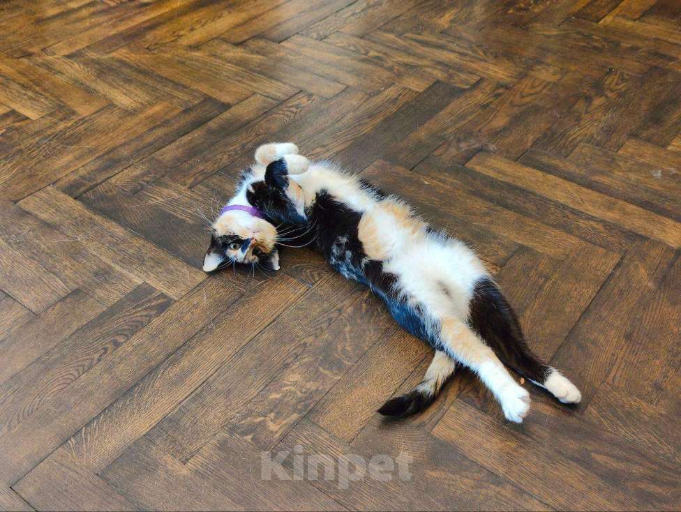 Кошки в Химках: Красавица Люси Девочка, Бесплатно - фото 10