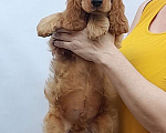 Собаки в Краснодаре: Английский кокер спаниель. Щенки Мальчик, 50 000 руб. - фото 4