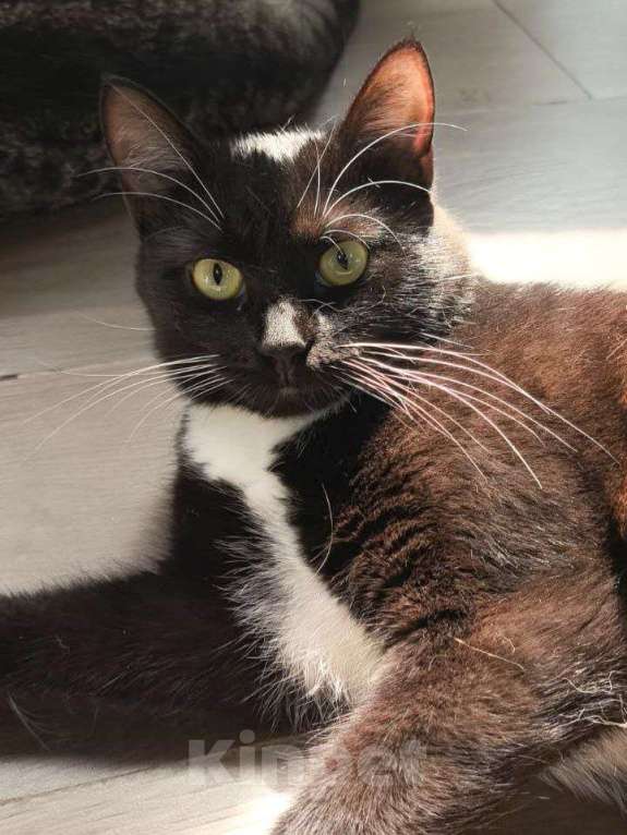 Кошки в Москве: Йенифер никто не замечает  Девочка, Бесплатно - фото 2