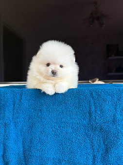 Объявление: Малышка, 30 000 руб., Москва