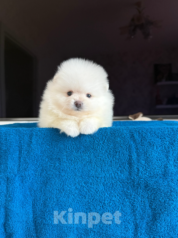 Собаки в Москве: Малышка Девочка, 30 000 руб. - фото 1