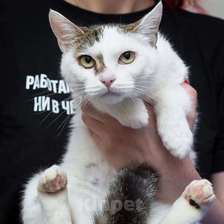 Кошки в Москве: Триша, особенная кошечка Девочка, Бесплатно - фото 2