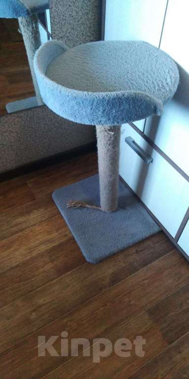 Кошки в Кинешме: У нас котик, славный Тишка, любопытный шалунишка! Мальчик, Бесплатно - фото 6