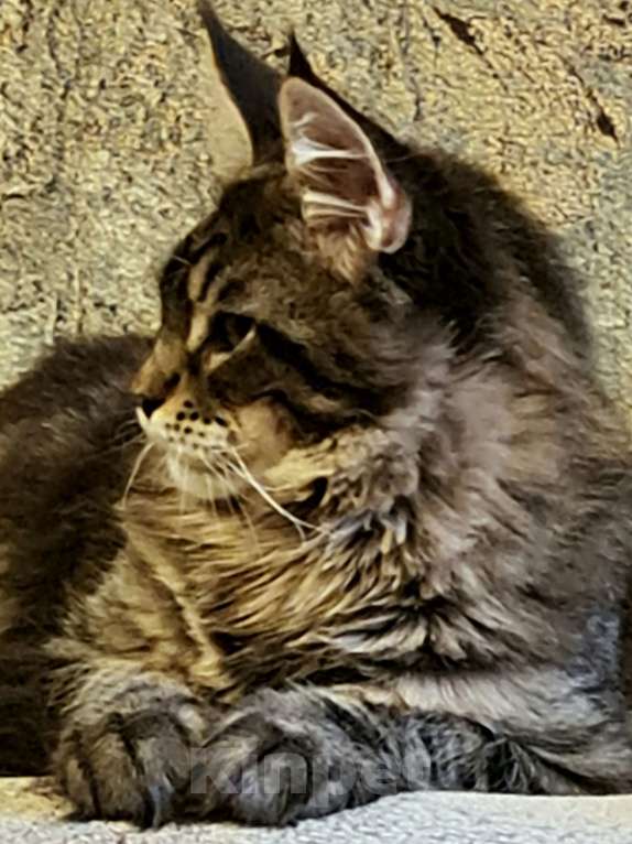 Кошки в других городах Ярославской области: Мейн кун котята Мальчик, Бесплатно - фото 2