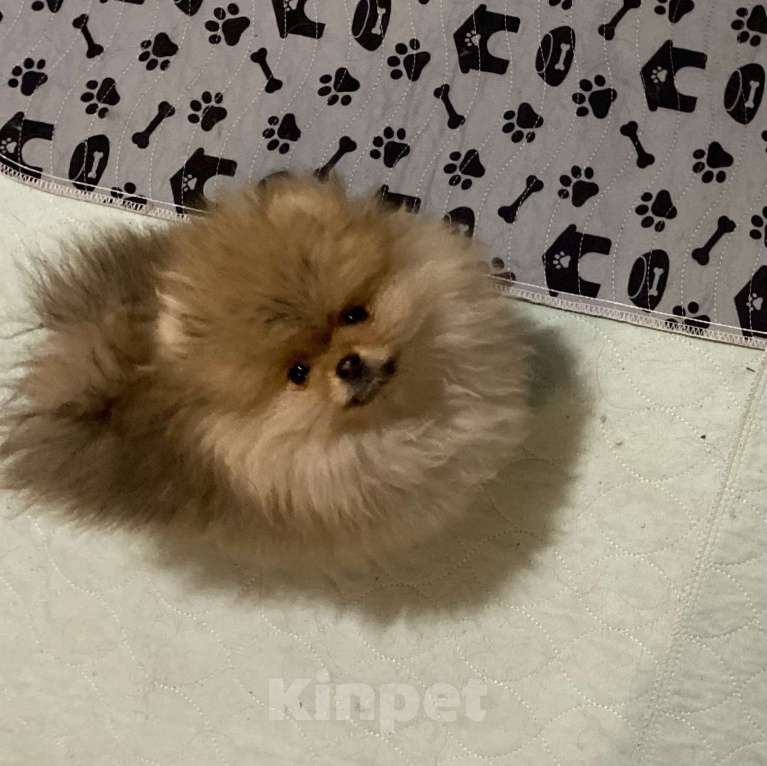 Собаки в Улане-Удэ: Мальчик померанского шпица Мальчик, 50 руб. - фото 2