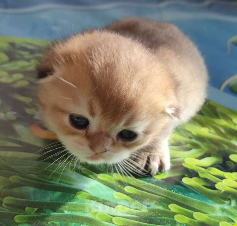 Кошки в Тольятти: Золотые шиншилы Разнополые, 35 000 руб. - фото 9