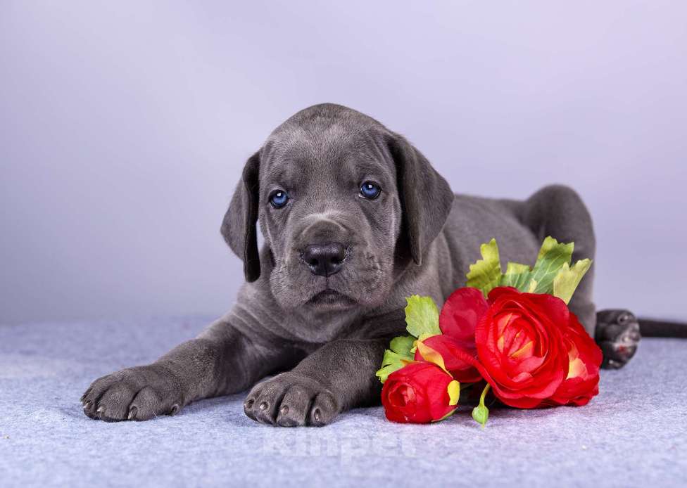 Собаки в Нижнем Новгороде: Немецкий Дог Чемпион Моего Сердца (Оранжевая лента) Девочка, 100 000 руб. - фото 1