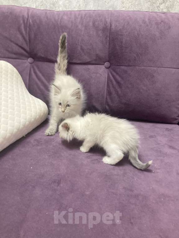 Кошки в Санкт-Петербурге: Котята Мальчик, 25 000 руб. - фото 1