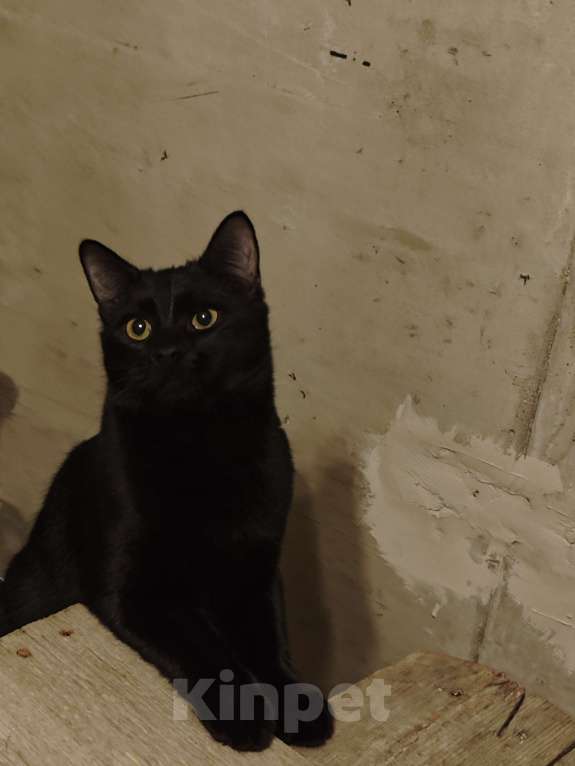 Кошки в Санкт-Петербурге: Срочно!!! Отдам в Добрые руки!!! Девочка, Бесплатно - фото 8