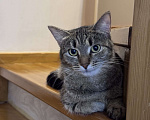 Кошки в Москве: Котенок в добрые руки Девочка, Бесплатно - фото 5