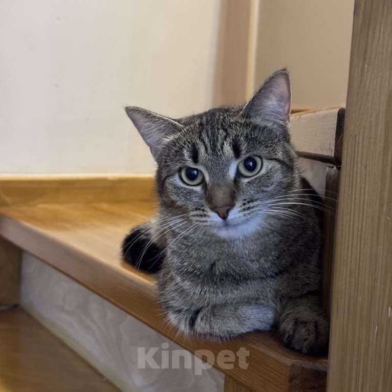 Кошки в Москве: Котенок в добрые руки Девочка, Бесплатно - фото 5