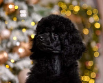 Собаки в Нижневартовске: Щенки пуделя Мальчик, 60 000 руб. - фото 1