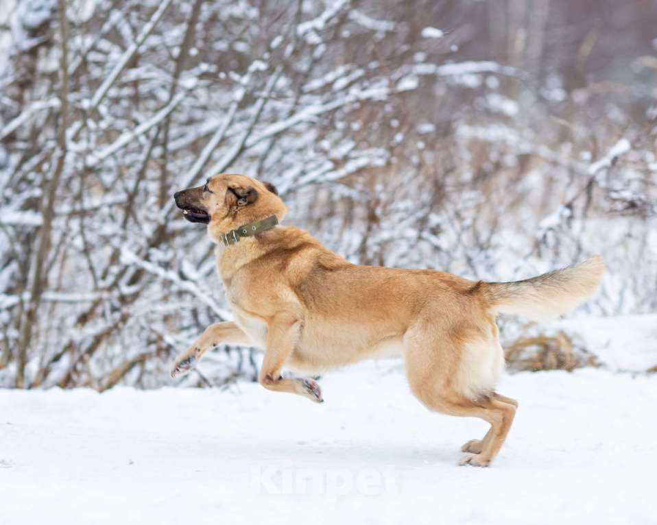 Собаки в других городах Московской области: Самая нежная и ласковая собака ждёт своего хозяина Девочка, Бесплатно - фото 4