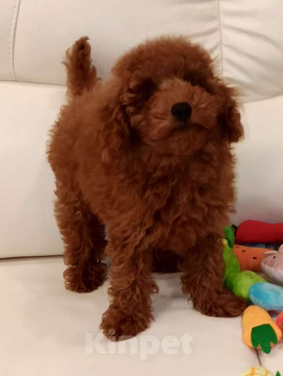 Собаки в Москве: Парень той-пудель РКФ. Мальчик, 100 000 руб. - фото 8