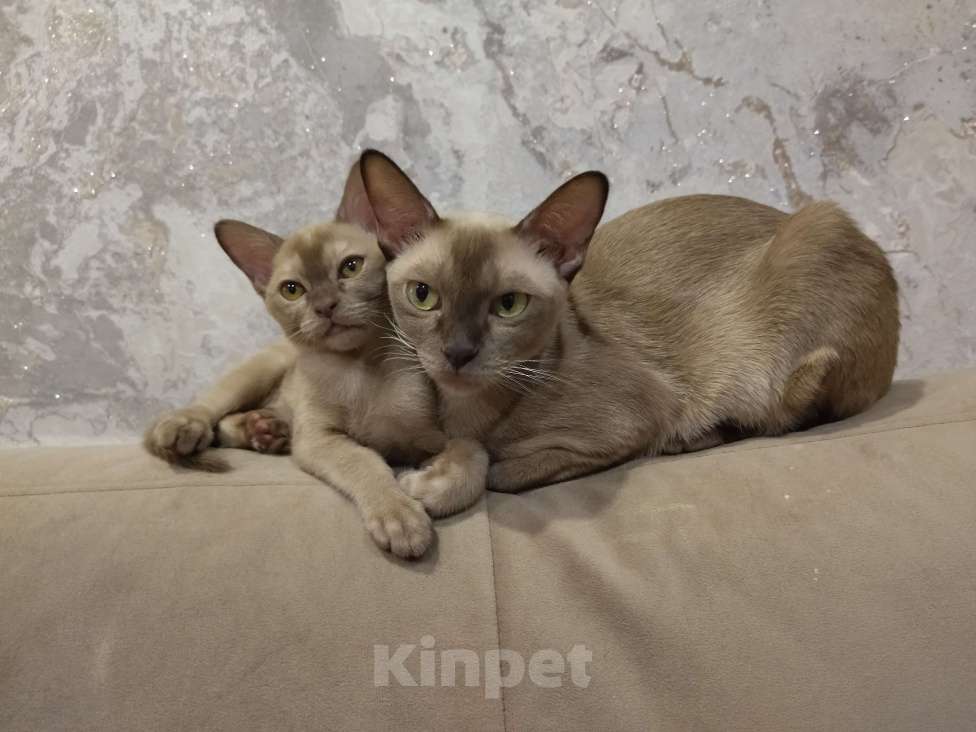 Кошки в Ковровом: Бурма девочка Девочка, 50 000 руб. - фото 1