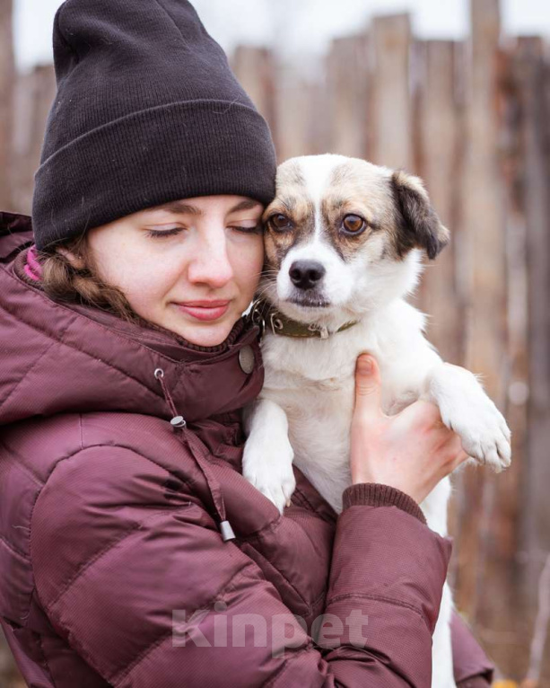 Собаки в Москве: Маленькая собачка в добрые руки Девочка, Бесплатно - фото 1