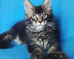 Кошки в Краснодаре: котята Мейн-Кун Мальчик, Бесплатно - фото 1