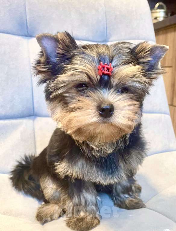 Собаки в Москве: Щенок Йорка  Мальчик, 60 000 руб. - фото 6