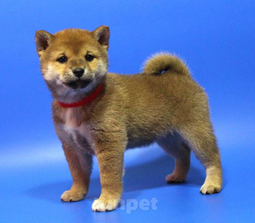 Собаки в Москве: Щенки сиба ину Девочка, 40 000 руб. - фото 3