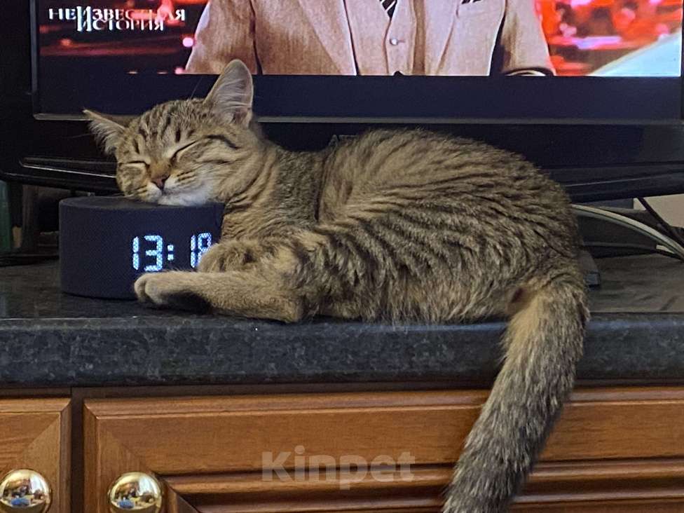 Кошки в Москве: Маленькая игривая кошечка ищет семью Девочка, Бесплатно - фото 2