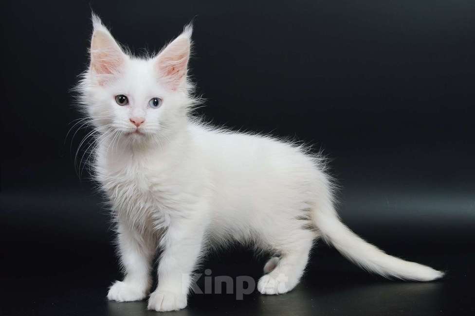 Кошки в Апрелевке: Купить котенка мейн-кун в Москве и области Мальчик, 50 000 руб. - фото 7