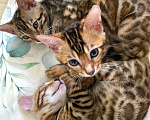 Кошки в Москве: Бенгальские котята  Мальчик, 28 000 руб. - фото 8