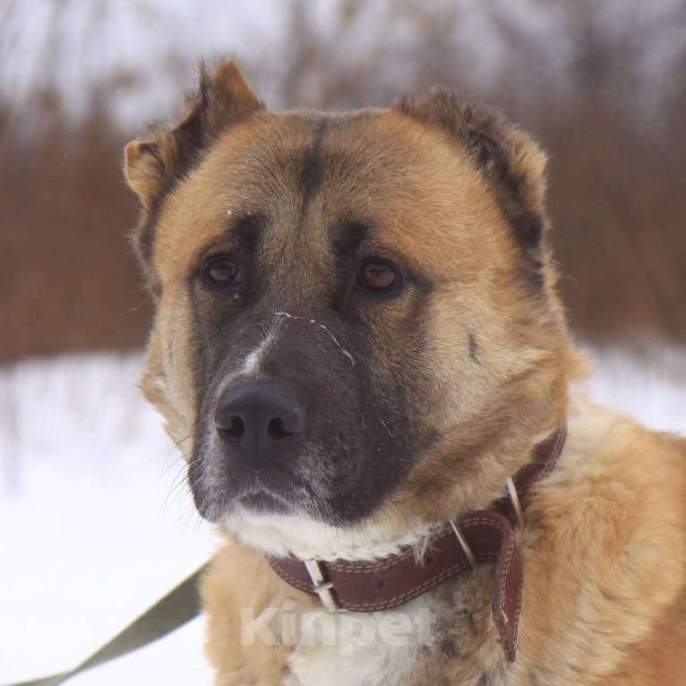 Собаки в Москве: Санса Девочка, Бесплатно - фото 1