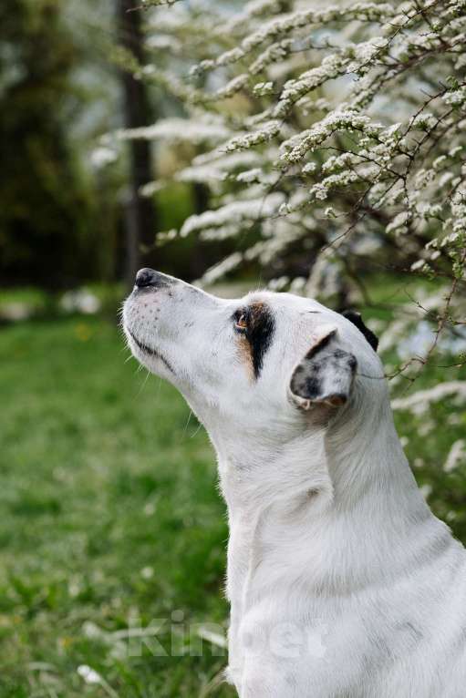 Собаки в Балашихе: Потерялась собака!! Девочка, Бесплатно - фото 3