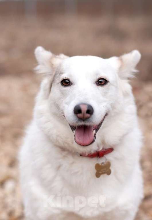 Собаки в Москве: Прекрасная домашняя собачка Шарлотта в дар Девочка, 1 руб. - фото 5