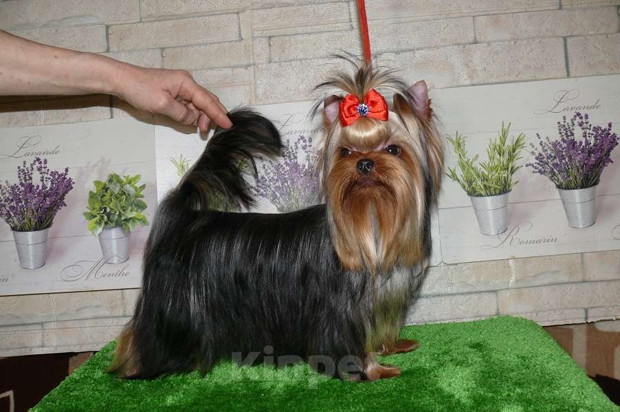 Собаки в Королеве: Девочка йорк, 9 мес. Девочка, 85 000 руб. - фото 8