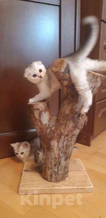 Кошки в Челябинске: Голубой шотландец Мальчик, 25 000 руб. - фото 6