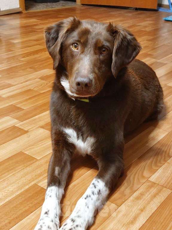 Собаки в Москве: Каштанка ищет дом или передержку Девочка, Бесплатно - фото 2