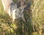 Собаки в Ангарске: Ищем жениха, Бесплатно - фото 4