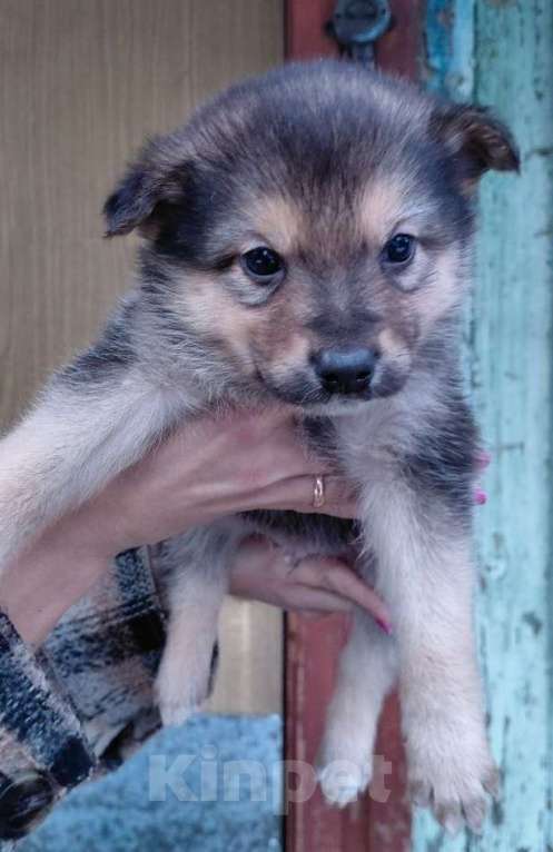 Собаки в Солнечногорске: Отдам щенка в добрые руки Мальчик, Бесплатно - фото 1