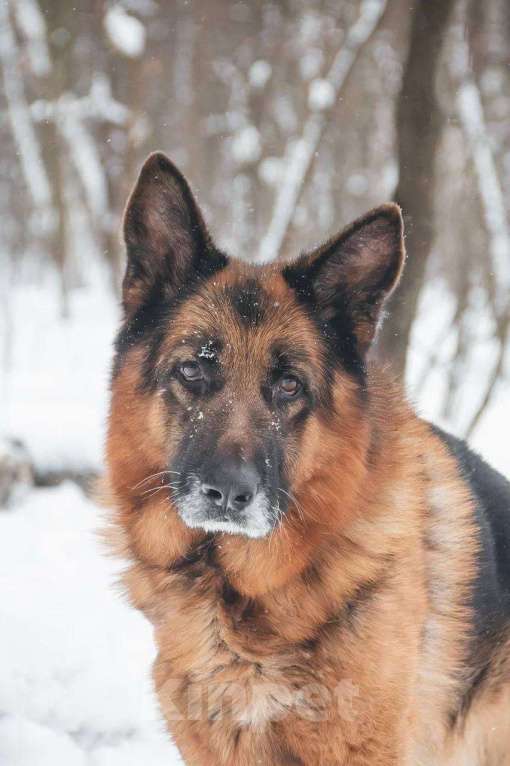Собаки в Москве: Ярис ищет дом Мальчик, Бесплатно - фото 2