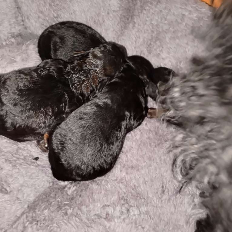 Собаки в Белово: Щеночки карликового пуделя Мальчик, 25 000 руб. - фото 4