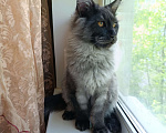 Кошки в Санкт-Петербурге: Котик Мейн-кун Мальчик, 90 000 руб. - фото 4